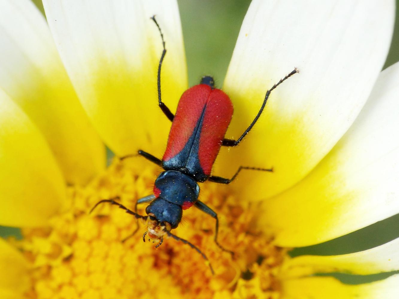 Malachius rubidus? no, M. stolatus - Santorini (Grecia)